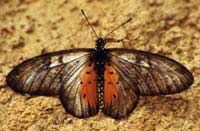 Schmetterling